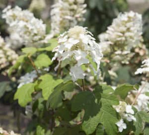 Semmes Beauty Oakleaf Hydrangea  has plentiful and showy blooms that are ivory in the Summer and will turn a rose-pink in late Summer and Fall