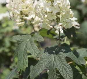 Semmes Beauty Oakleaf Hydrangea  has plentiful and showy blooms that are ivory in the Summer and will turn a rose-pink in late Summer and Fall