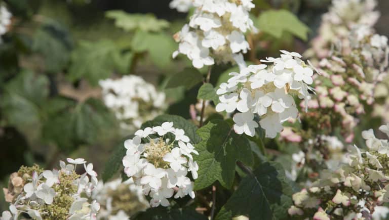 Semmes Beauty Oakleaf Hydrangea flowers at its blooming pinnacle in summer