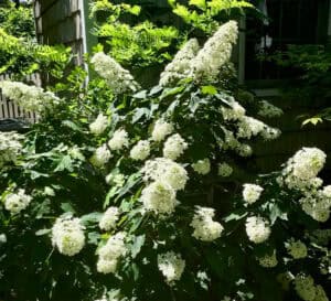 Snowcicle Oakleaf Hydrangea in the landscape