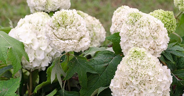 Large white tightly formed Hydrangea bloom head of Tara Hydrangea from Southern Living Plant Collection
