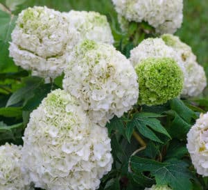 Large white tightly formed Hydrangea bloom head of Tara Hydrangea from Southern Living Plant Collection