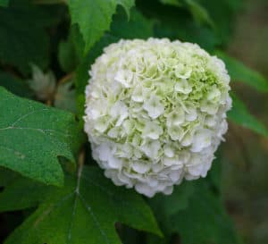 Large white tightly formed Hydrangea bloom head of Tara Hydrangea from Southern Living Plant Collection