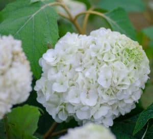 Large white tightly formed Hydrangea bloom head of Tara Hydrangea from Southern Living Plant Collection