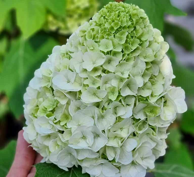 Tara™ Hydrangea Southern Living Plants