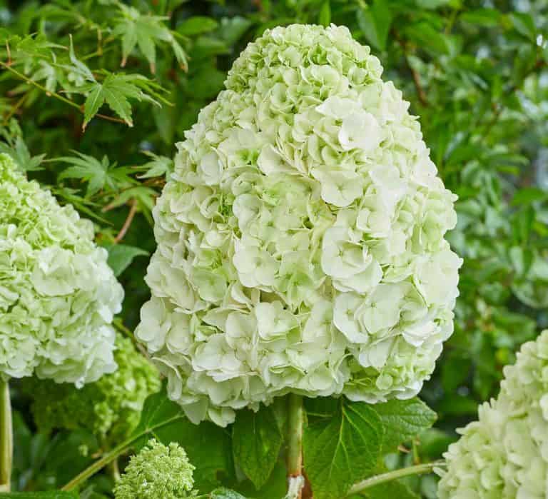 Tara™ Hydrangea Southern Living Plants