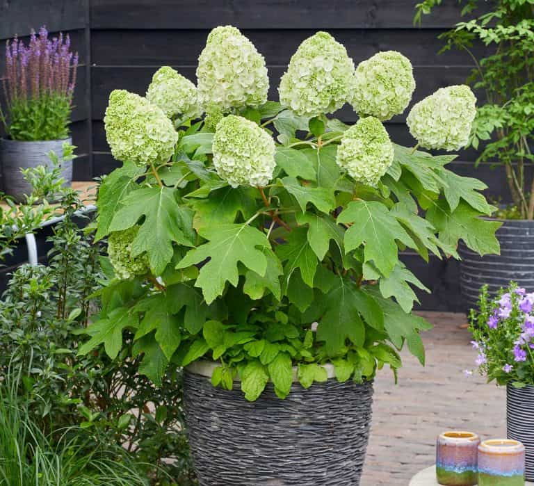 Tara™ Hydrangea Southern Living Plants