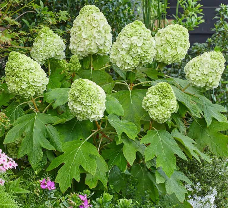 Tara™ Hydrangea Southern Living Plants
