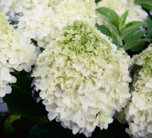 Close-up on White Wedding Hydrangea, cone-shaped blooms in white to cream to lime