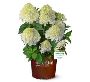1, 3 gallon White Wedding Hydrangea in a brown plastic Southern Living container