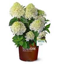 1, 3 gallon White Wedding Hydrangea in a brown plastic Southern Living container