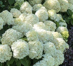 Heaps of white bloom heads on White Wedding Hydrangea