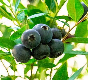 I Declare Blueberry fruit