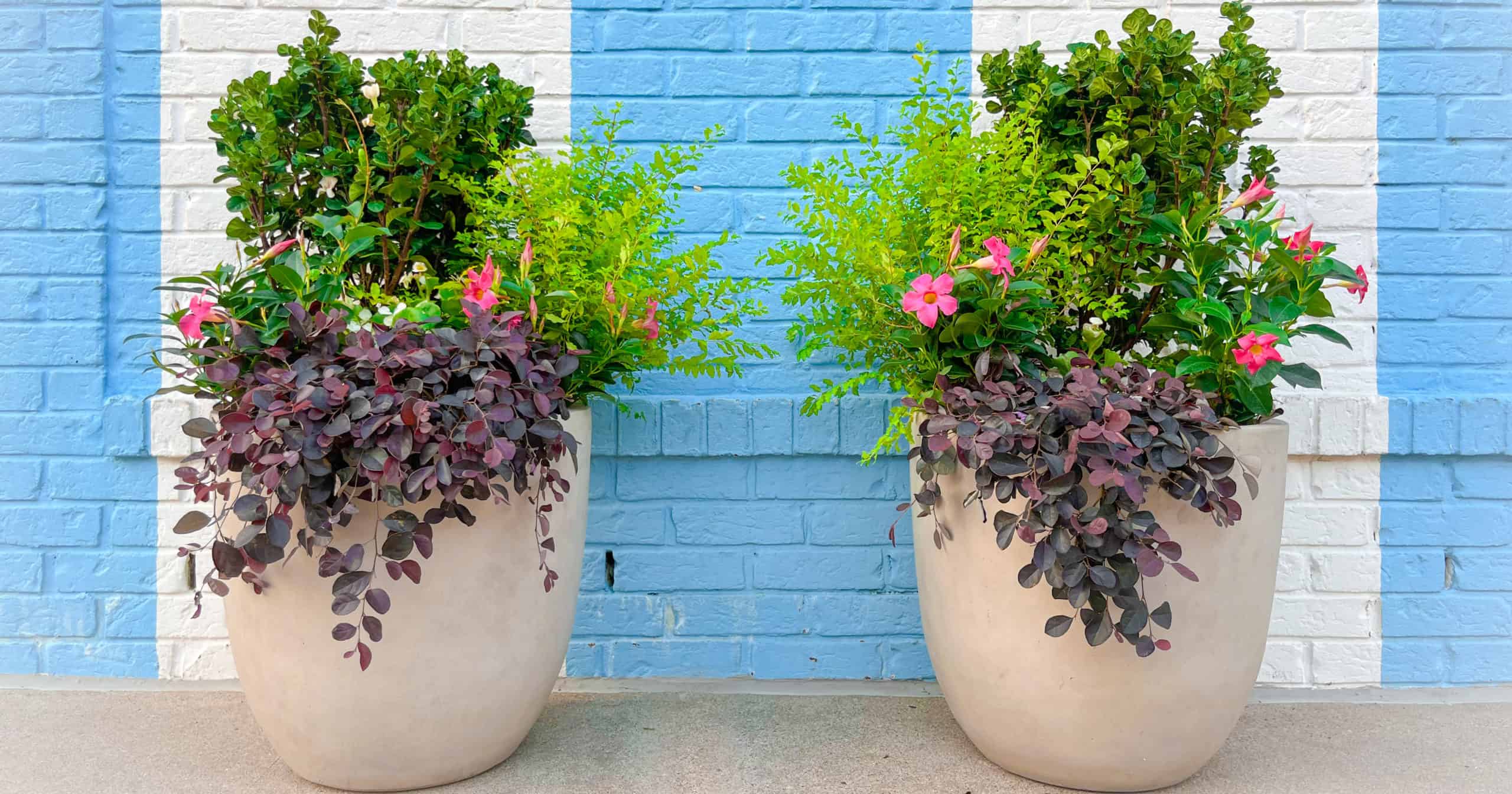 two container gardens with Southern Living plants in front of blue and white wall