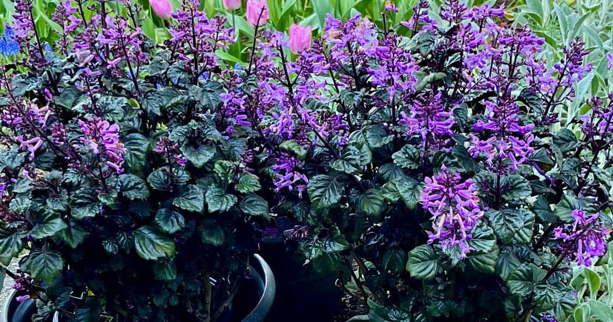 Magic Mona Purple Plectranthus