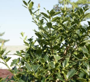 Oakland Holly with green pointed leaves