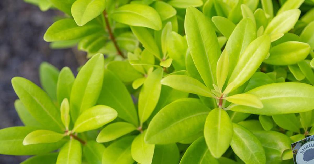 Lime-green, satin-y foliage of Illicium Florida Sunshine