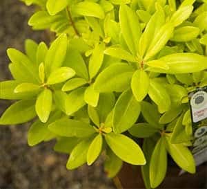 Florida anise has chartreuse golden, fragrant foliage for the warm season landscape