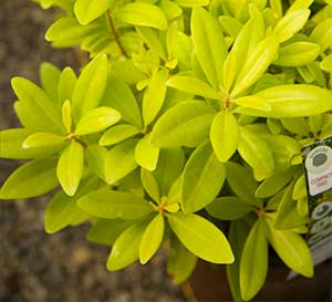 Florida anise has chartreuse golden, fragrant foliage for the warm season landscape