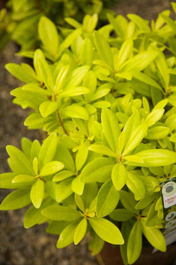 Florida anise has chartreuse golden, fragrant foliage for the warm season landscape