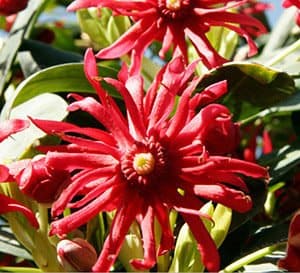 Scarlet Illicium, bright red flowers with yellow centers
