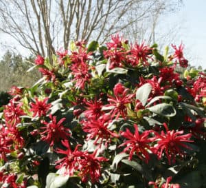 Scarlet Illicium, bright red flowers with yellow centers