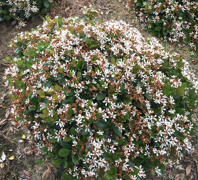 Dense mounding dark green foliage glows with attractive white flowers in the spring