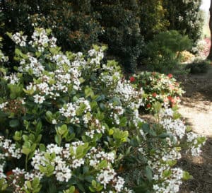 Spring Sonata Indian Hawthorne white flowers with redish stems