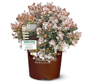 Spring Sonata Indian Hawthorne white flowers with redish stems in Southern Living Plant Collection brown pot
