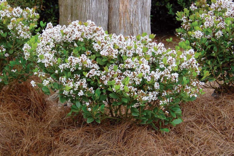 Indian Hawthorne - Southern Living Plants