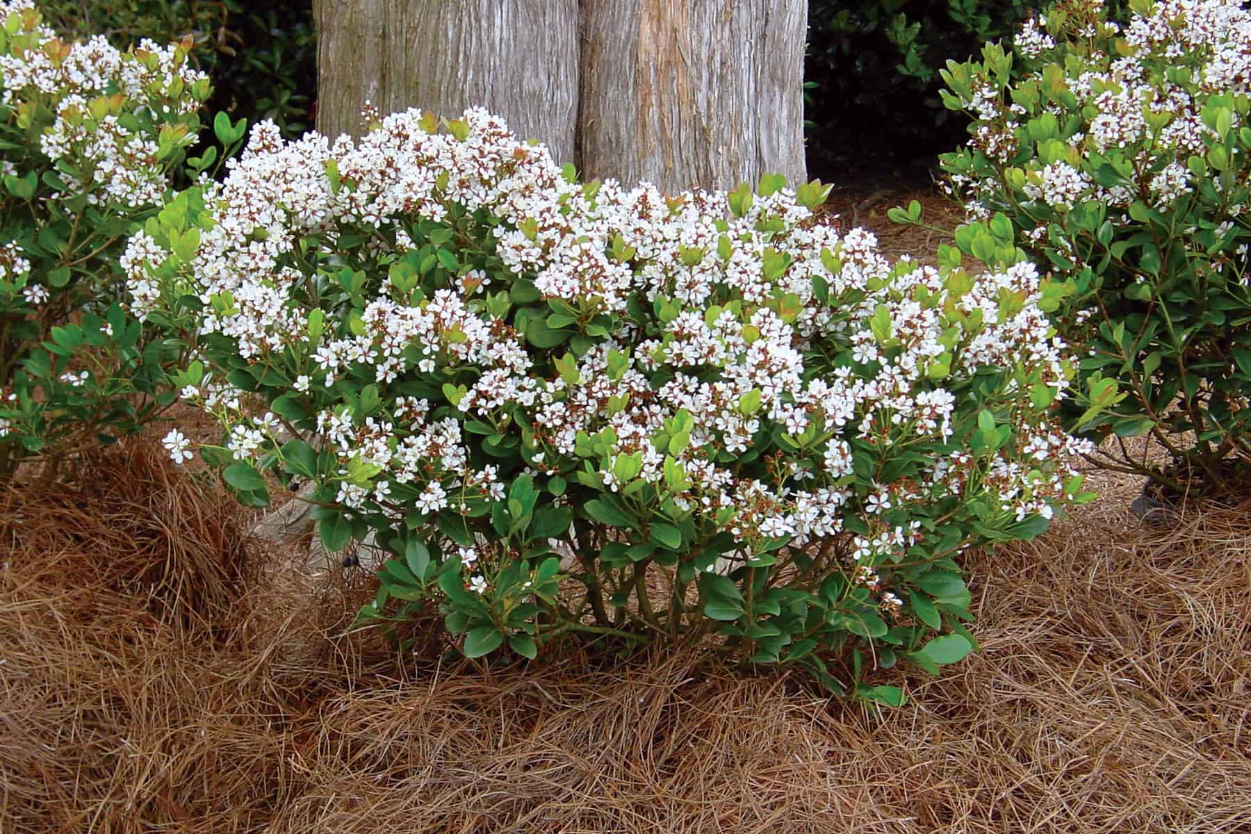 Spring Sonata Indian Hawthorne white flowers with redish stems in garden with pine straw