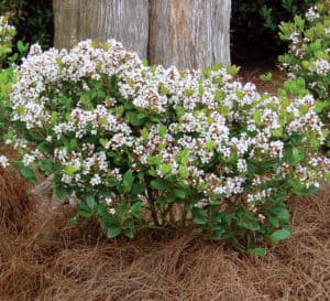 Spring Sonata Indian Hawthorne white flowers with redish stems in garden with pine straw