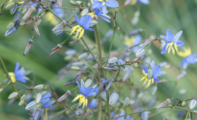 Purple and yellow flowers