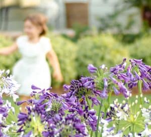 Child plays in yard with Southern Living Agapanthus