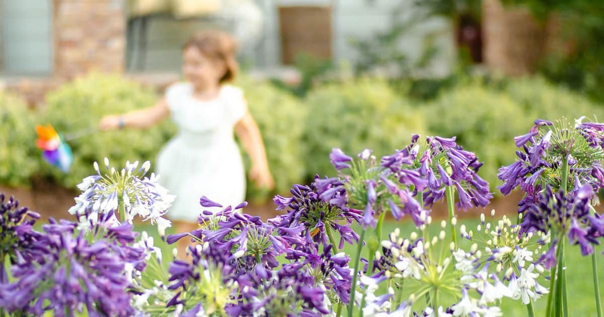 Child plays in yard with Southern Living Agapanthus
