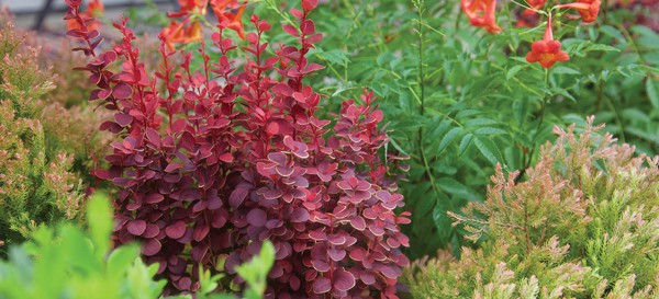 Graduated foliage of Orange Rocket Barberry is red on top and becomes green at the bottom