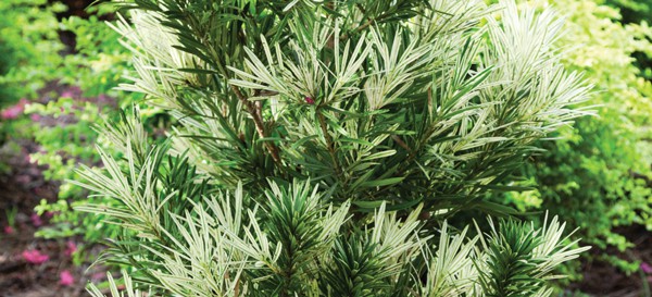 The ultimate in low maintenance greenery, Roman Candle™ Podocarpus takes Mother Nature at her worst, from high heat to pesky deer. White variegation offers a unique color accent, while the tall profile offers structure and privacy.