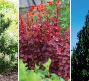 Photo collage of tall and slendor shrubs