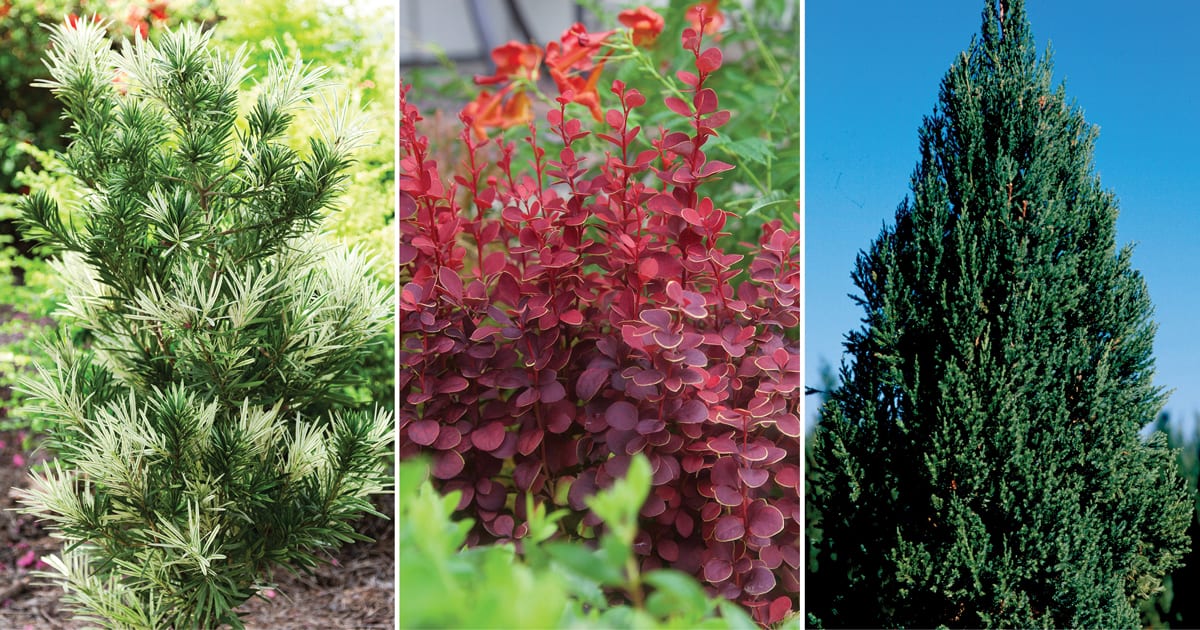 Photo collage of tall and slendor shrubs