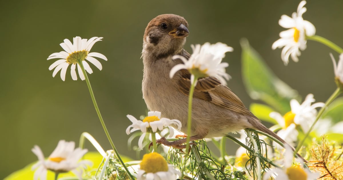 Brown bird sitting among daisies
