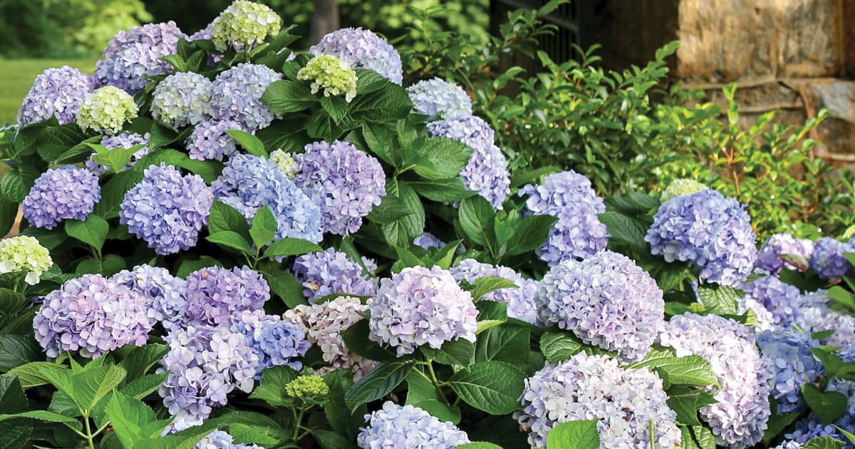 Guide To Hydrangeas Getting To Know The 4 Main Types