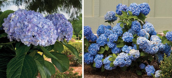 Heaps of blue to lavender Southern Living Hydrangea bloom heads
