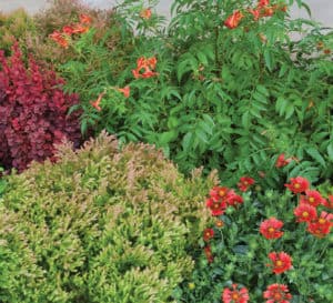 Fire Chief Arborvitae and other Fiery plants from Southern Living