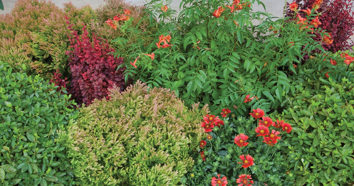Fire Chief Arborvitae and other Fiery plants from Southern Living