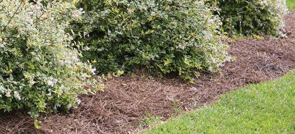 Flowerbed of evergreen strubs with pine straw