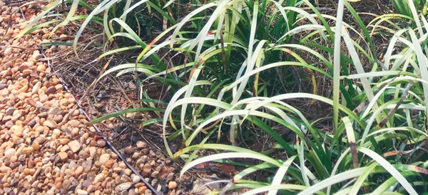 Flowerbed of everillo grass with light colored stones