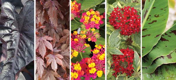 The first and easiest method to overwinter plants is showcasing container plantings indoors. Not only can you enjoy their beauty all winter long, but plants receive the right mix of warm temperatures and bright light. 