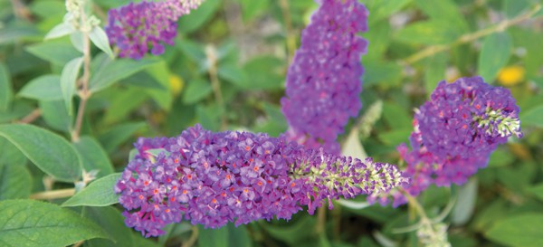 Ultra Violet Buddlei, light purple flowers