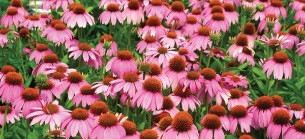 A field of Crazy Pink Echinacea flowers in bright pink with pink-orange-brown cones