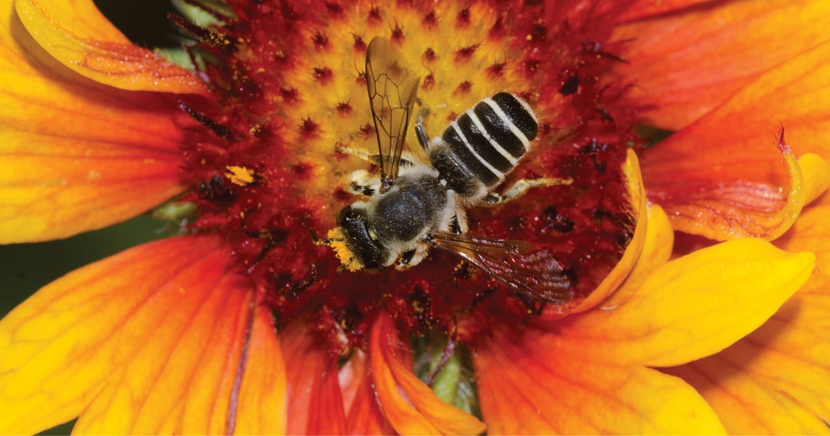 Bee pollinating gaillardia